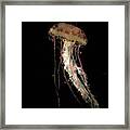 Jellyfish Framed Print