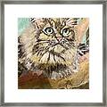 Siberian Cat Framed Print