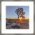 June 2019 Joshua Tree Framed Print