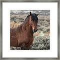 Just Handsome Framed Print