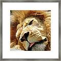 Just Lion Around Framed Print