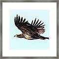 Juvenile Eagle In Flight Framed Print