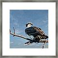 Juvenile Osprey Perched In A Tree Framed Print