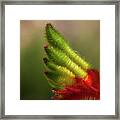 Kangaroo Paw - Anigozanthos Manglesii 3 Framed Print