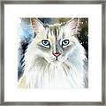 Kate Fluffy Cat Painting Framed Print