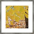Kentucky Yellowwood Foliage In The Fall Framed Print