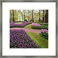 Keukenhof 2019. Purple Pink Flowerbeds Framed Print