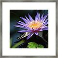 Kew Water Lily Too Framed Print