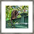 Key West Cats Framed Print