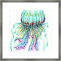 Key West Jellyfish Study 2 Framed Print