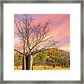 Kimberley Boab Tree Framed Print