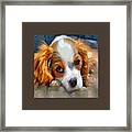 King Charles Spaniel  Puppy Framed Print