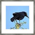 King Of The Tree Top Framed Print
