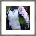King Vulture Framed Print