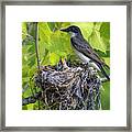 Kingbird Nest Framed Print
