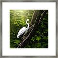 Kingdom Of The Great White Egret Framed Print