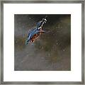 Kingfisher Flying Framed Print