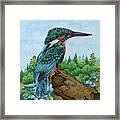 Kingfisher Framed Print