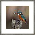Kingfisher With Fish Framed Print