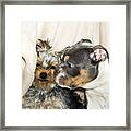 Kissing Puppies Framed Print
