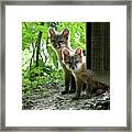 Kit Fox16 Framed Print