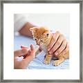 Kitten At Vet Clinic. Cat Vaccination At Doctor. Framed Print