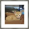 Kitten In A Box Framed Print