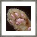 Kitten's Paw Framed Print