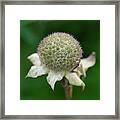 Knautia Macedonica-1 Framed Print