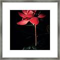 Knockout In The Night Light Framed Print