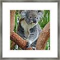 Koala Framed Print