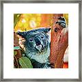 Koalafied Tree Hugger Framed Print
