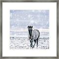 Kolibyr - Horse Art Framed Print