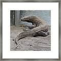 Komodo Dragon Framed Print