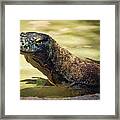 Komodo Dragon Framed Print