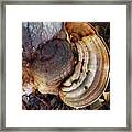 Rings Of Fungi Framed Print