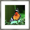 Lacewing Butterfly Framed Print