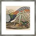 Lady Amherst's Pheasant Framed Print