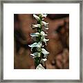 Lady Truss Orchid Framed Print