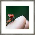 Ladybug Just Before Flying Away From Fingertip Framed Print