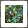 Ladybug Framed Print