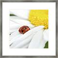 Ladybug On White Petals Of A Flower Framed Print