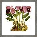 Laelia Dayana Orchid Framed Print