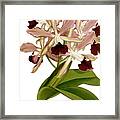 Laelia Elegans Prasiata Orchid Framed Print