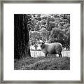 Lake District Sheep Posing For The Camera Framed Print