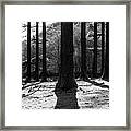 Lake District Woodland Black And White Framed Print