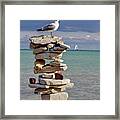 King Of The Cairn - Seagull Atop Cairn With Sailboat At Lake Michigan Shoreline At Milwaukee Framed Print