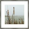 Lakeside Reeds In The Fog Framed Print