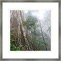 Lamington Rainforest Framed Print