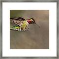 Landing Anna's Hummingbird Framed Print